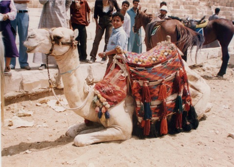 Camel