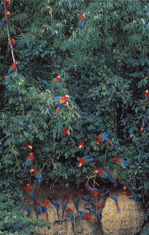 macaws