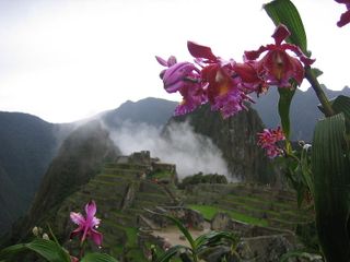 Vanilla bean orchid, Peru